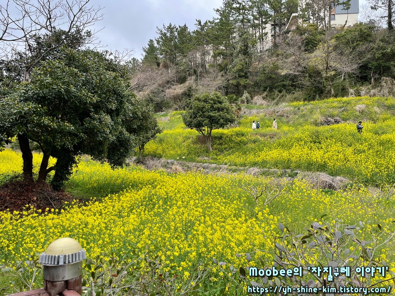 제주 엉덩물계곡 유채꽃