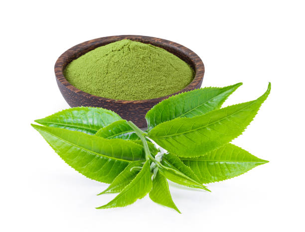 녹차추출물 효능