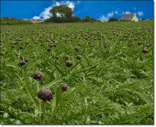 아티초크 재배