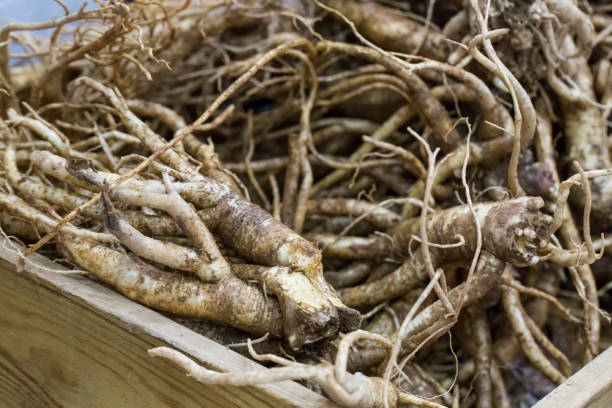 도라지 효능 6가지, 폐 건강에 좋은 이유와 먹는 법