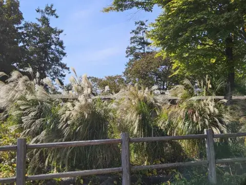 남산케이블카-단풍명소-남산타워가는법