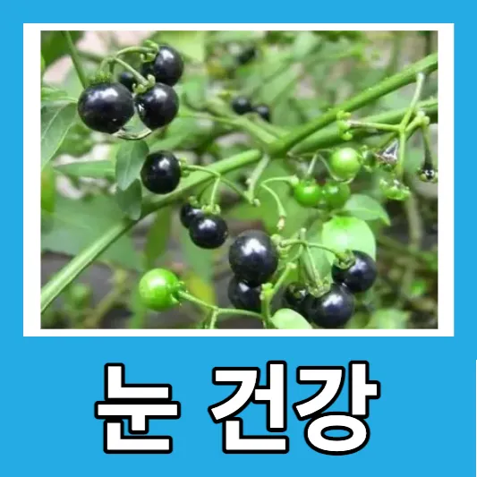 까마중 슈퍼푸드 8가지 효능 부작용 까마중 효소 가루 섭취방법
