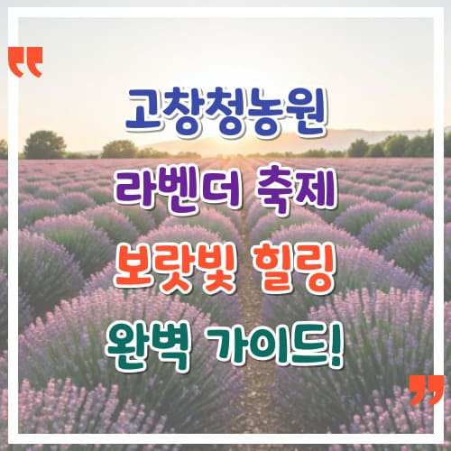 고창청농원-라벤더-축제-보랏빛-힐링-완벽-가이드