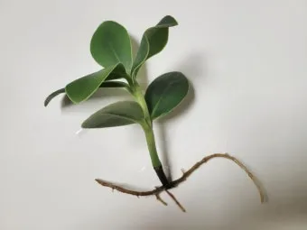 물꽂이 삽목 성공률높이기 깨끗한물 교체주기 빛관리 요령_12