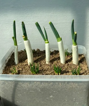 텃밭 대파 키우는 법 토양 북주기 웃거름 병해 예방_8