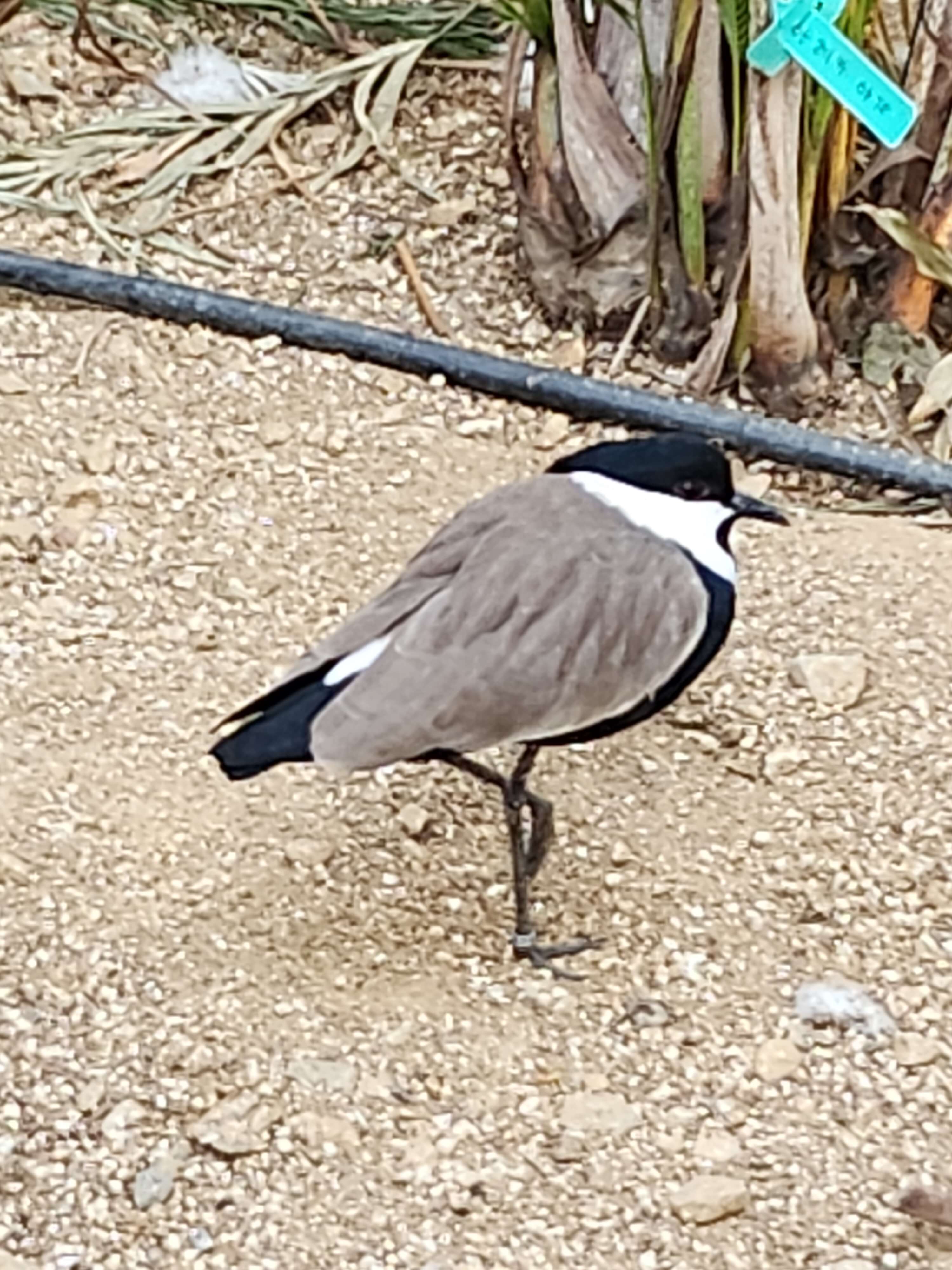 가평 베고니아 정원