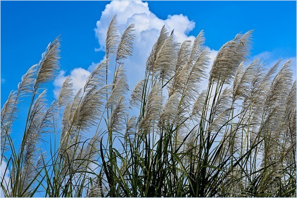 황매산-억새축제