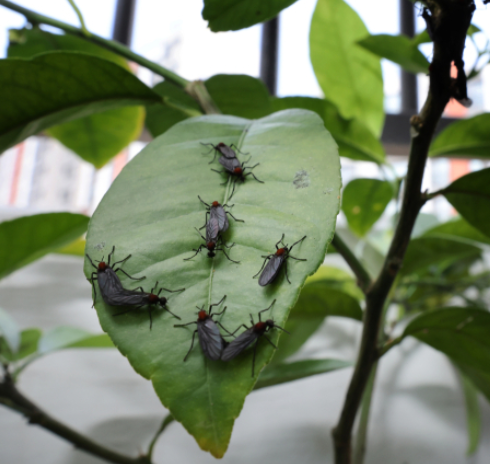 러브버그 퇴치방법