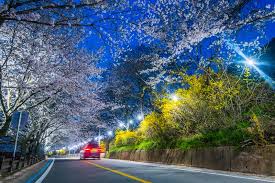 전라남도 구례 섬진강 벚꽃 명소 베스트 5 벚꽃시기 만개시기 드라이브 코스