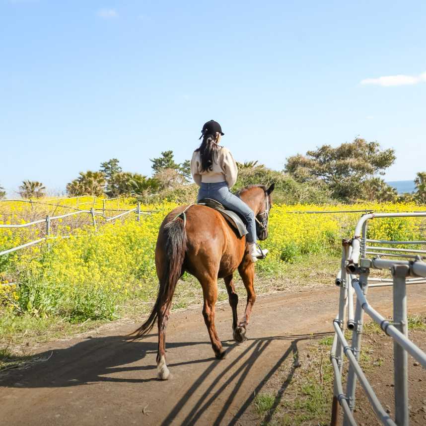 제주 승마체험