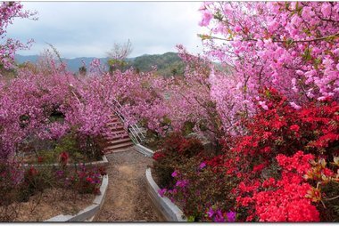 강진 서부해당화 봄꽃 축제