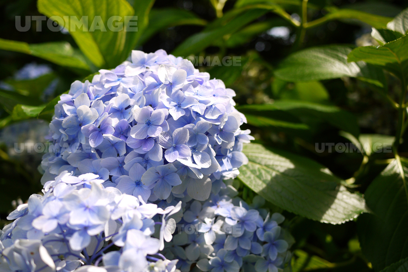 제주 카멜리아힐 수국