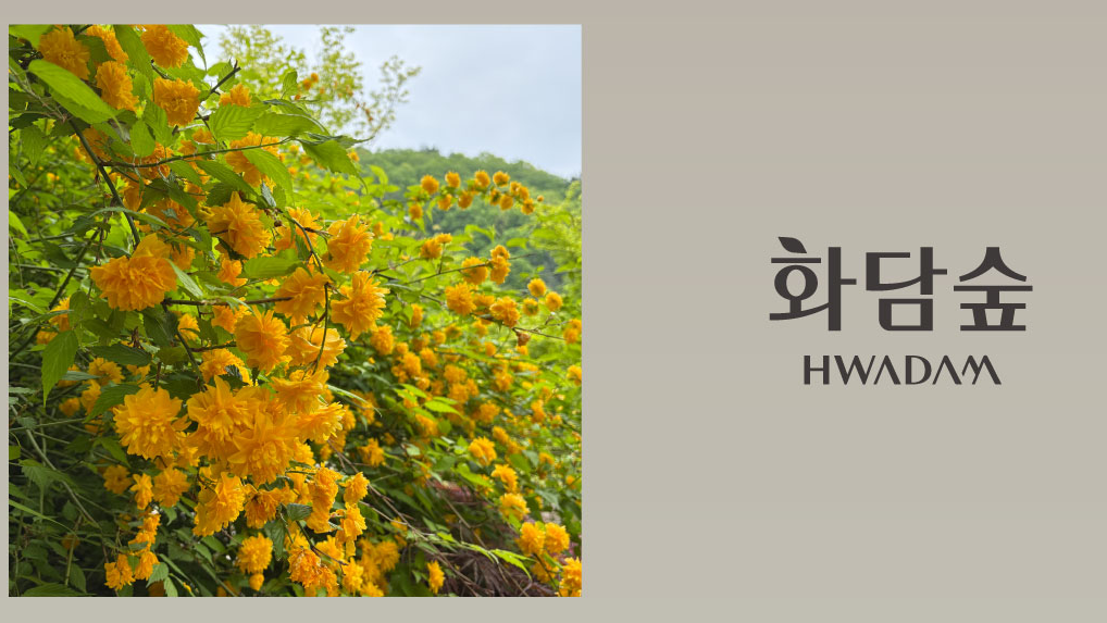 🌿 사계절 힐링 명소, 화담숲 완벽 가이드 (2025년 최신 정보)