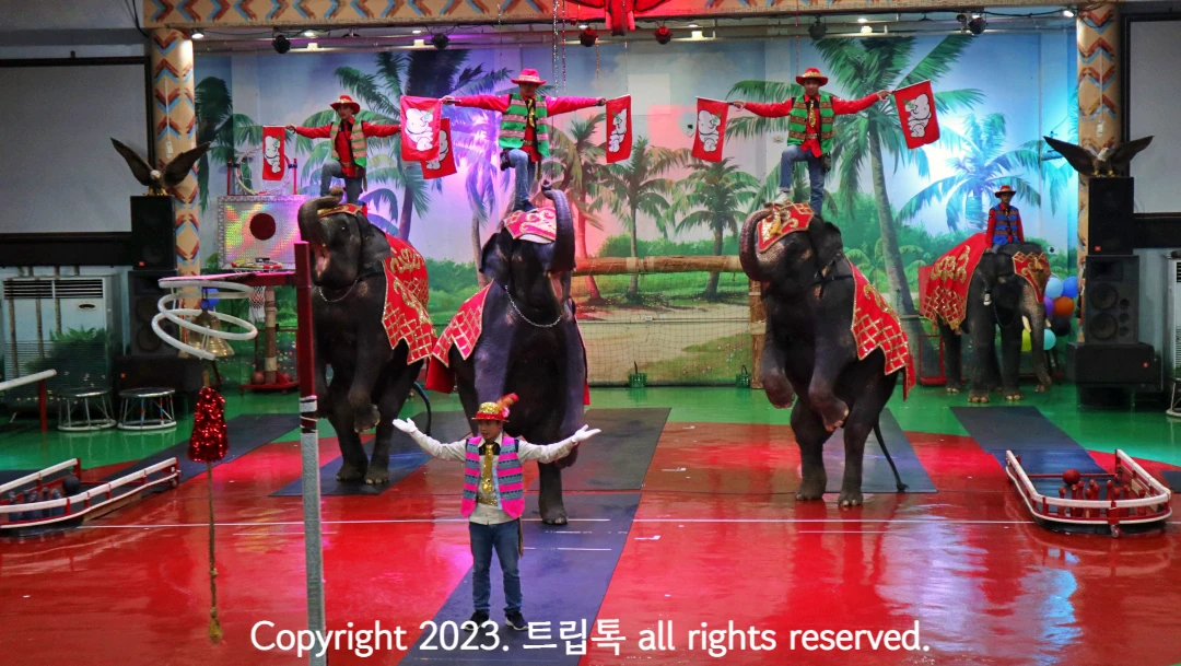 세마리 코끼리가 두발로 서있고 그 위에 조련사가 올라갔다