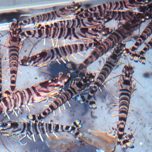 보리새우의 효능과 요리법&amp;#44; 부작용 알아보기