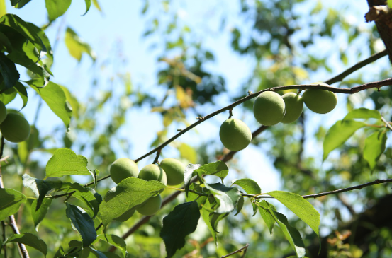 매실주 레시피 정리, 맛있게 담그는 황금 비율과 보관법 (이미지 픽사베이)