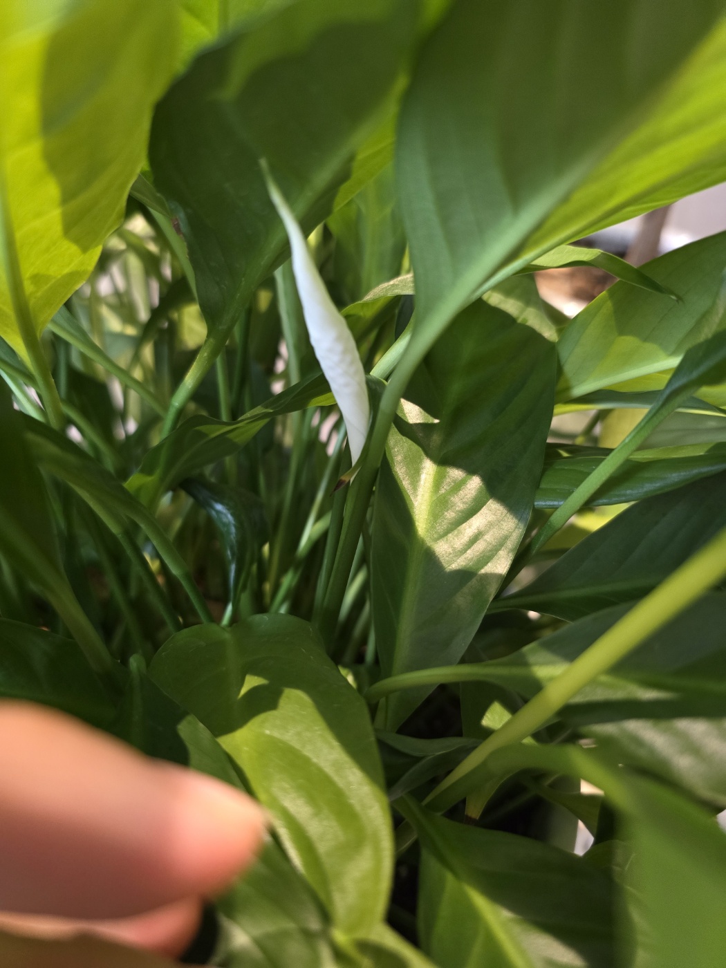 잎속에 숨어있는 작은 꽃대