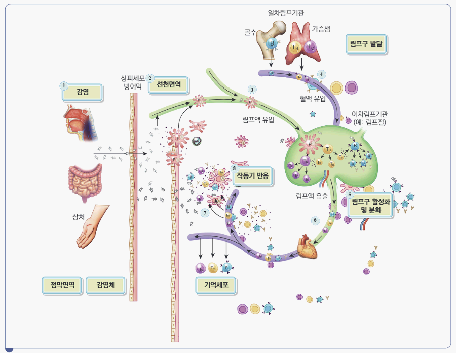 면역체계의 유전학