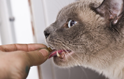 구내염 약을 먹는 고양이.
