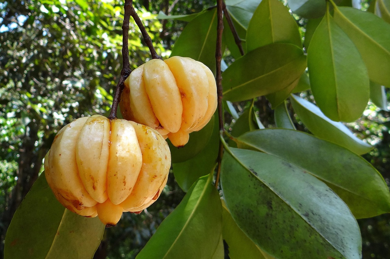 garcinia-cambogia-가르시아캄보지아