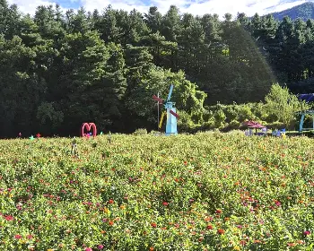 원주 용수골 가을꽃축제_25