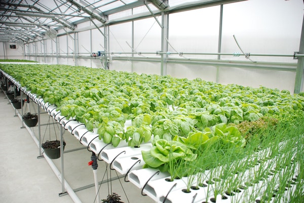 에어로포닉스(Aeroponics): 땅 없이 공기 중에서 작물을 키우는 농업
