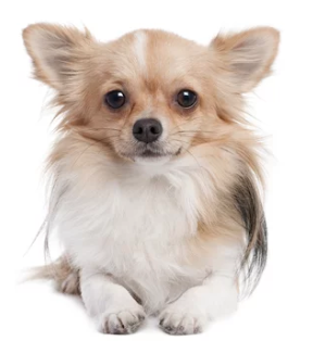 장모치와와/출처:어도비스톡