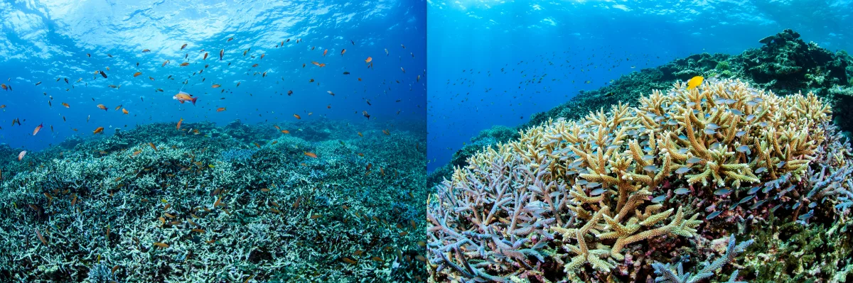 미야코지마 야비지 투어