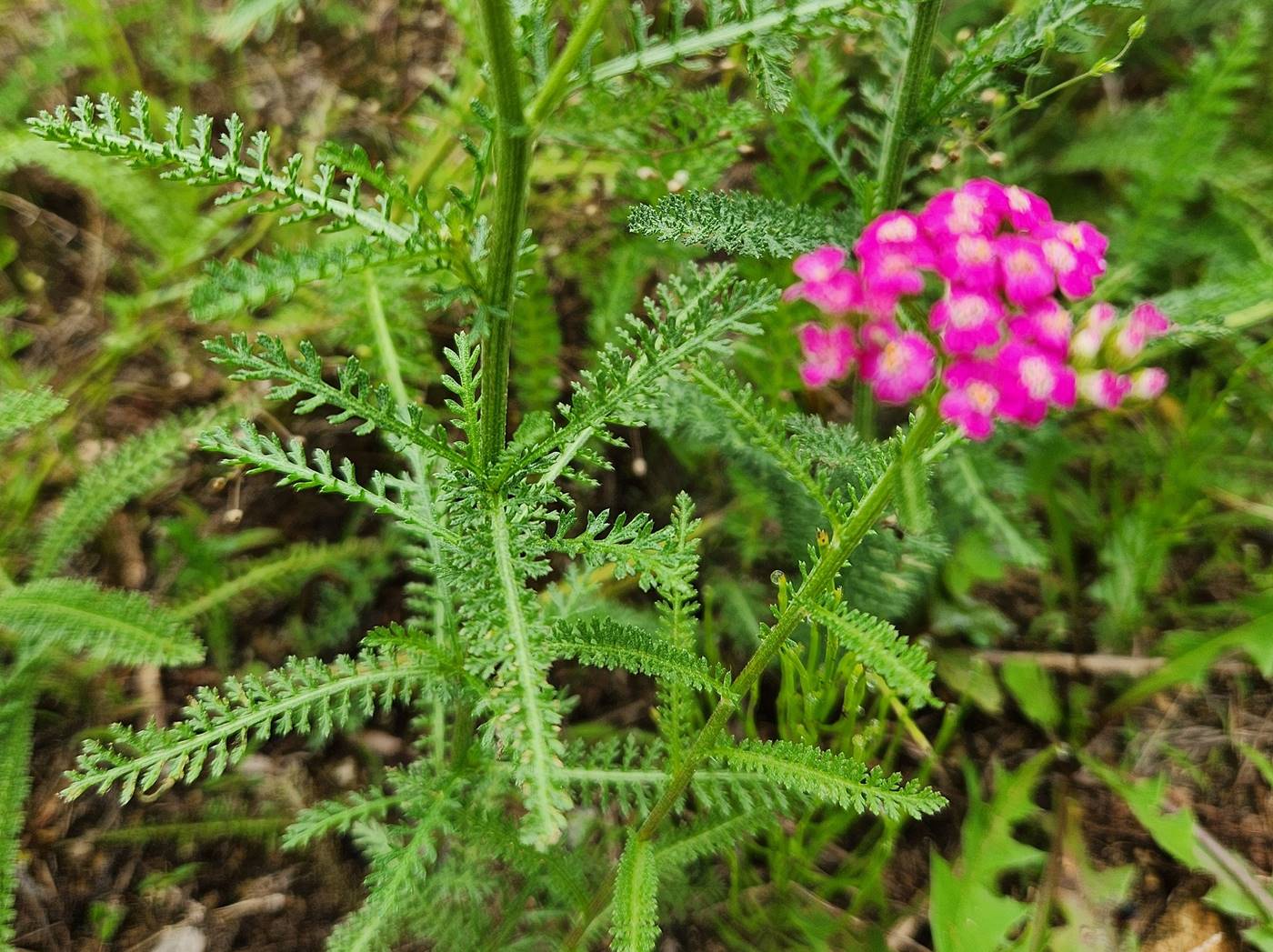 서양톱풀