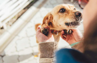 개가 기뻐하는 이유