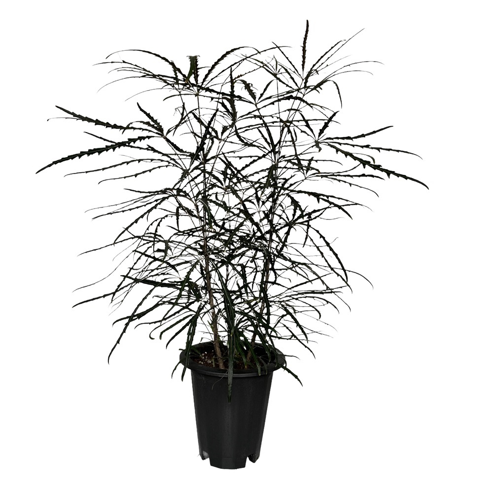 거실화분 아랄리아