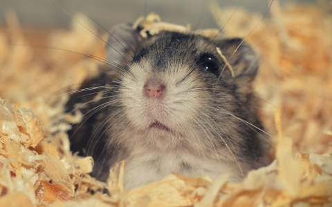 설치류별 수명, 성격, 사육 난이도 비교