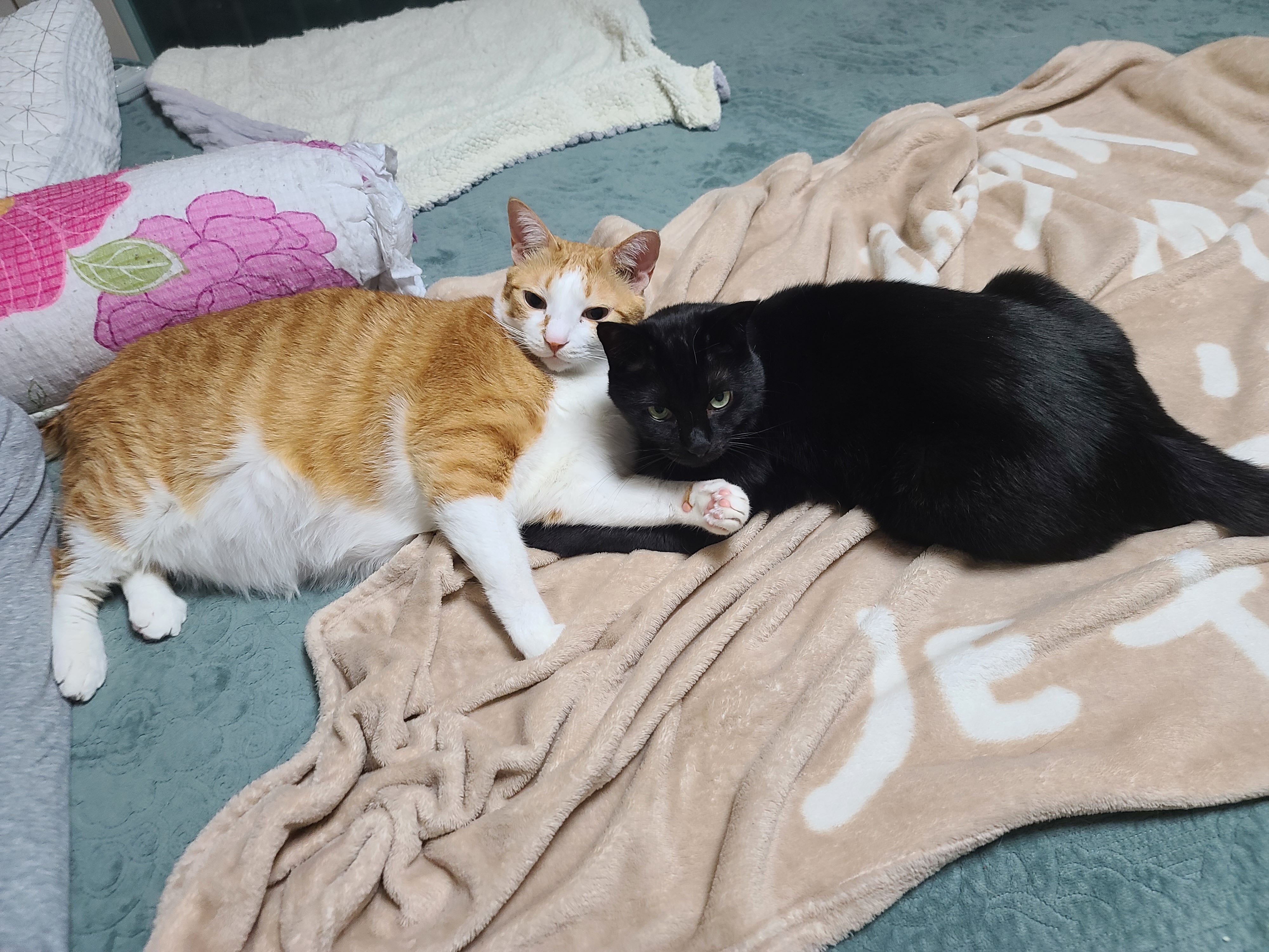 집사에게 단단히 삐진 고양이에게 화해를 청했는데...