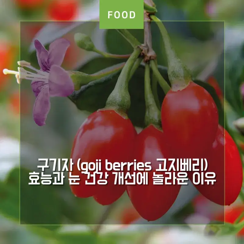 구기자에 매달려 있는 풍성한 구기자 열매 썸네일