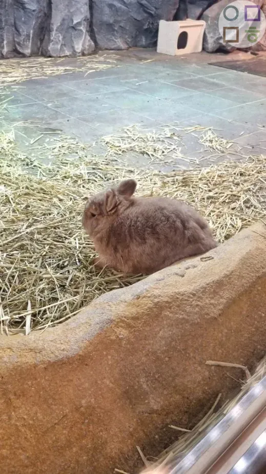 토끼-삐짐-돌아있음-귀여움