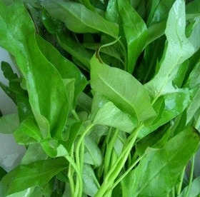 공심채 효능 부작용 고르는법 칼로리 다연채 모닝글로리