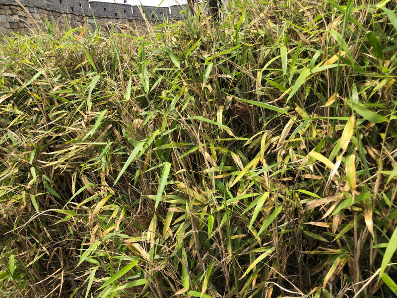 일본납작진딧물4