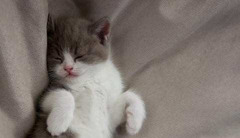 고양이 심리로 본 집사 사랑 행동 관련 사진