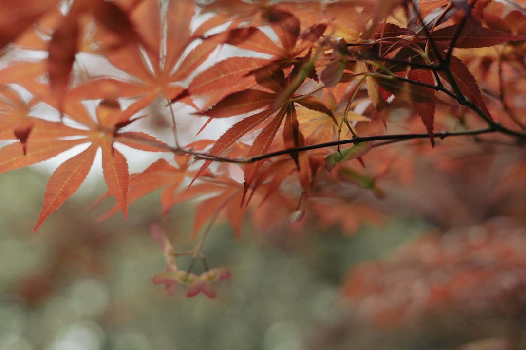 Maple