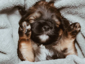 강아지 꿈 해몽