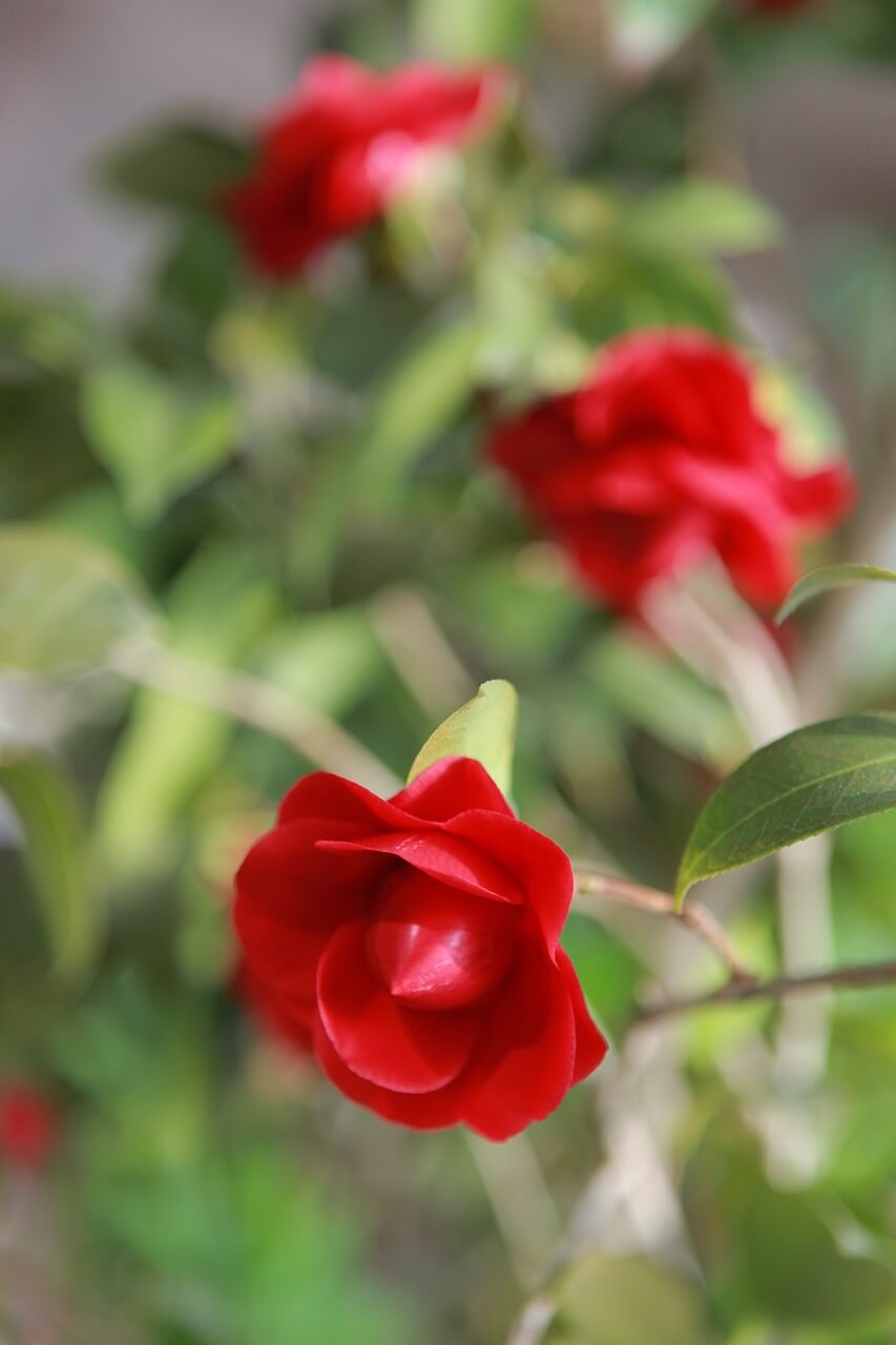 세종수목원 야간개장 예매하기