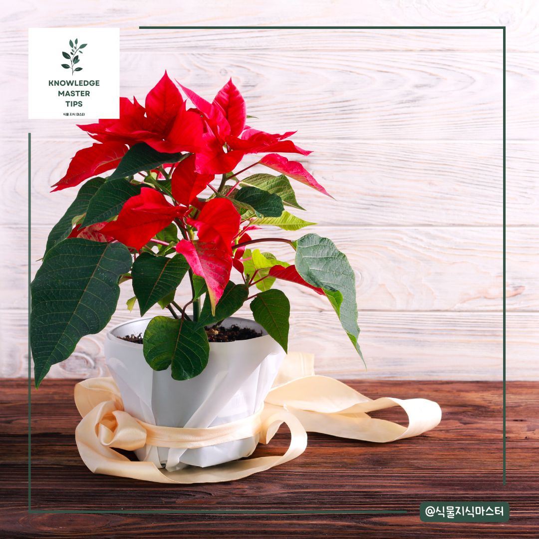포인세티아 키우기의 적정 온도