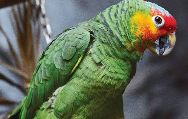 대구 네이처파크 버드가든