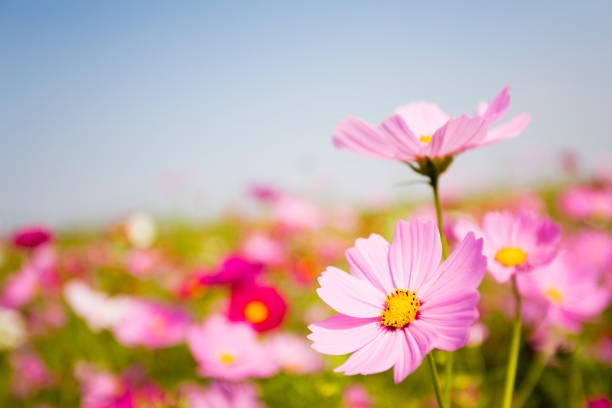가평 자라섬 꽃축제(가을) 일정