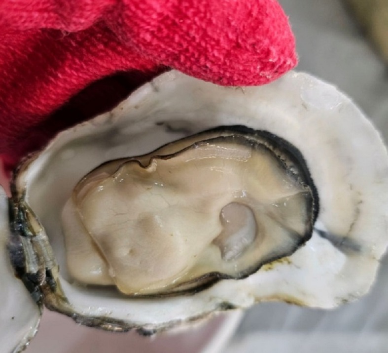 한국기행-천북굴단지-굴빠지면섭하지