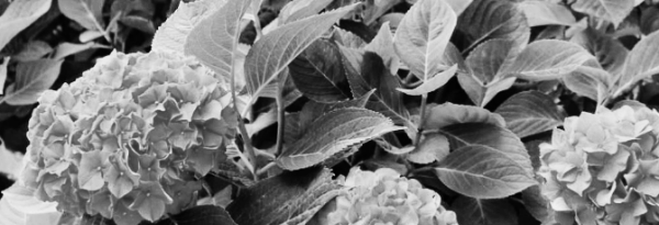 식물 햇빛 필수 지식 2가지