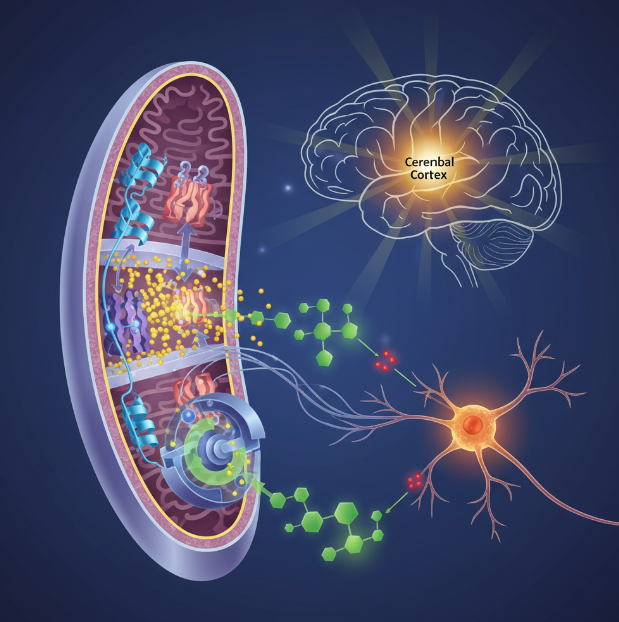 노년기 세포 에너지 대사의 핵심인 미토콘드리아 구조와 ATP 생성 과정이 대뇌 인지 활력에 미치는 생리학적 기전을 설명하는 시각 자료