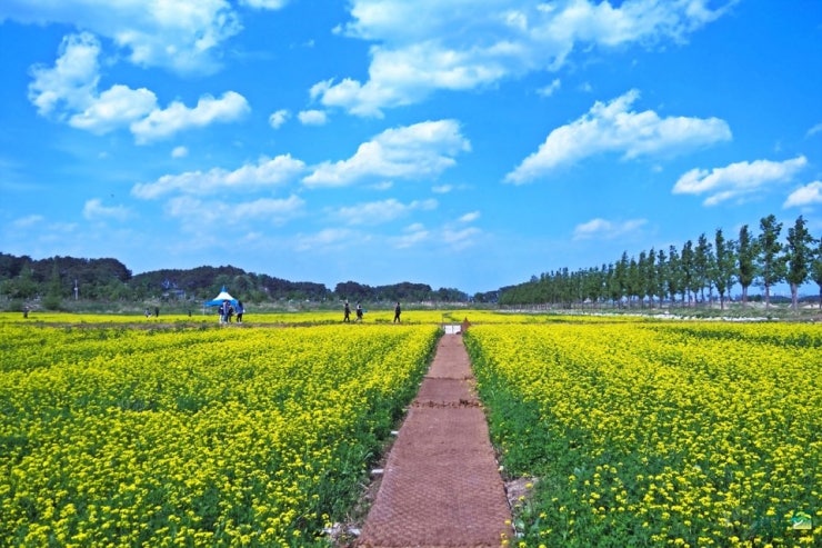 경포생태저류지 유채꽃