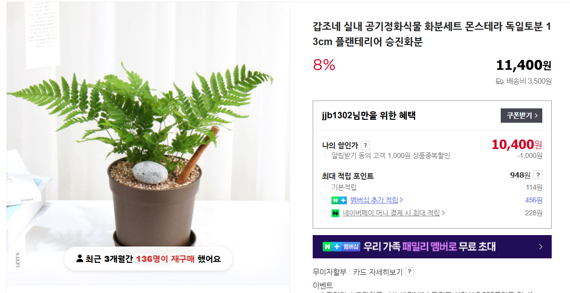 몬스테라 키우기 및 가지치기 (+ 알보 잎이 누렇게 되면 수경 재배)