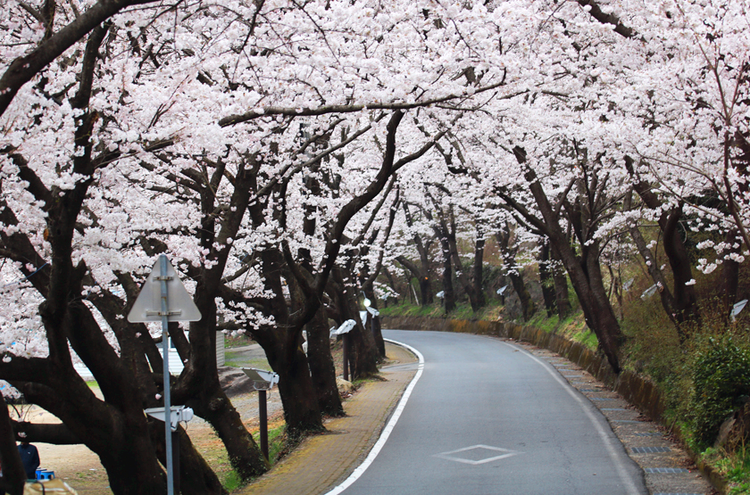 썸 타기 좋은 혼례길, 2026 하동 벚꽃축제 필수 체크: 주차&middot;교통&middot;개화 상황 실시간 확인